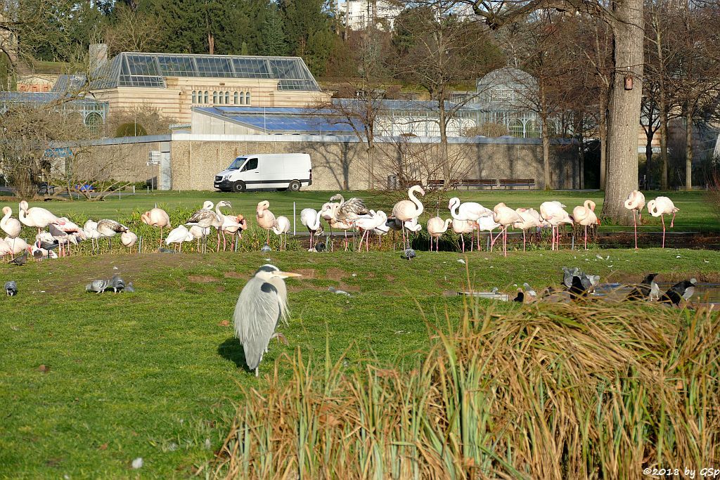 Graureiher (/Fischreiher), Rosaflamingo (Europäischer Flamingo)