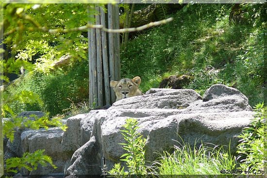 Indischer Löwe