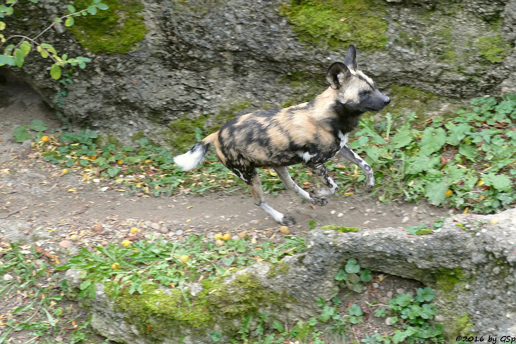 Afrikanischer Wildhund (Hyänenhund, Picassohund)