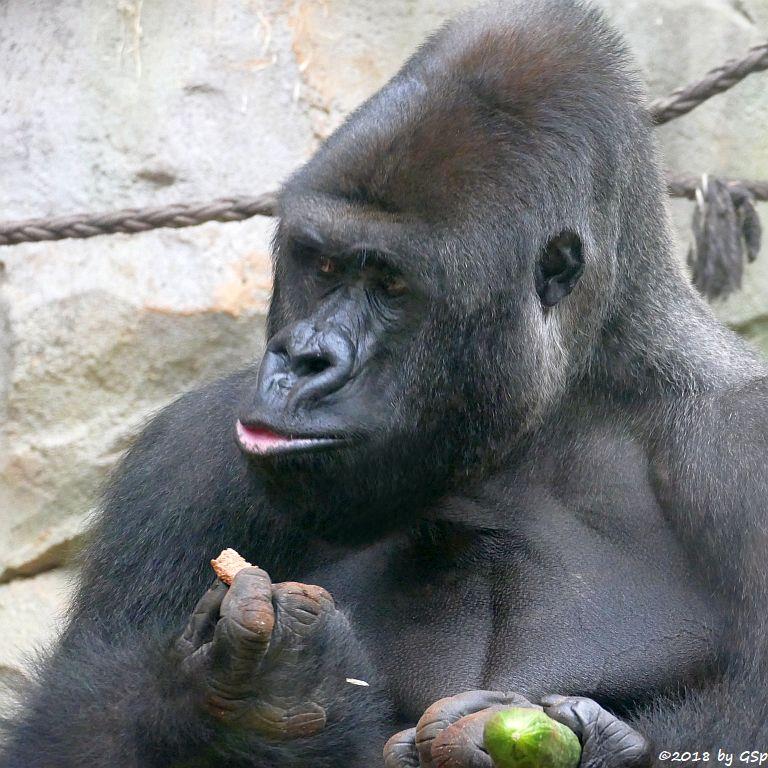 Flachlandgorilla VIATU