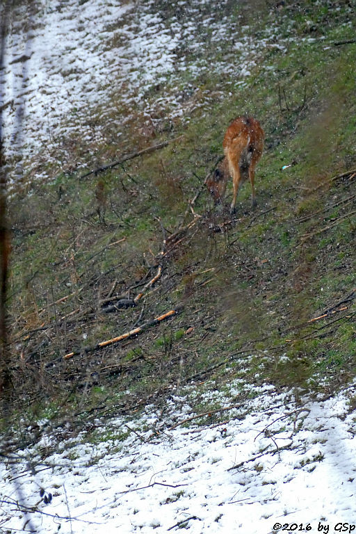 Sitatunga