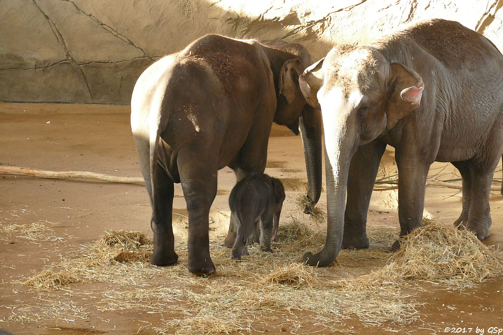 MAHA KUMARI, JUNG BUL KNE, LAONGDAW