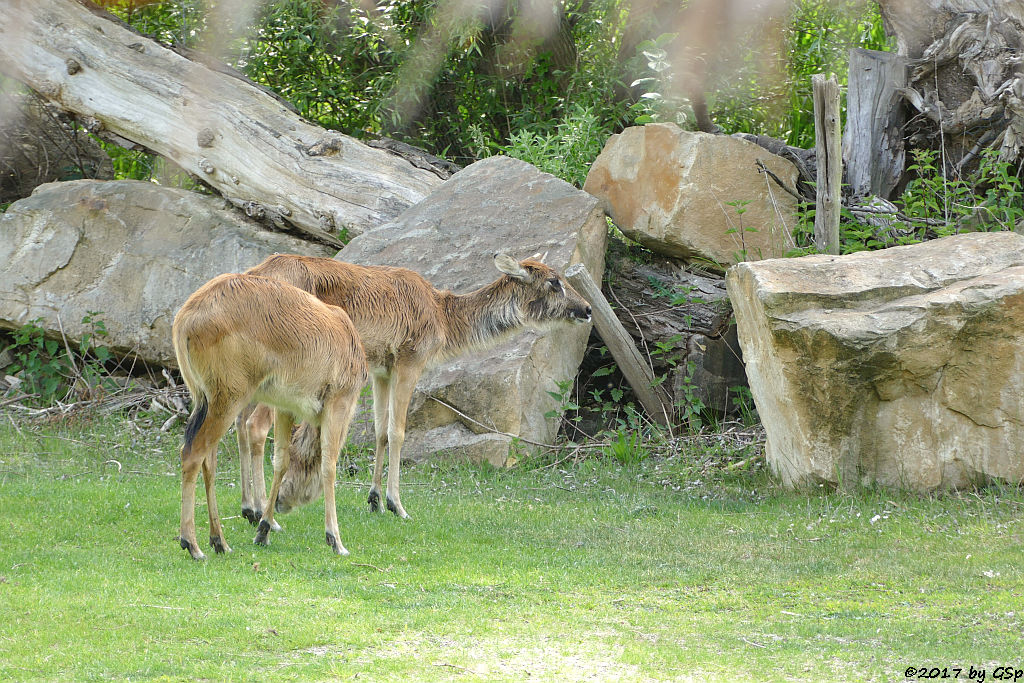 Weißnacken-Moorantilope (Mrs. Grays Wasserbock)