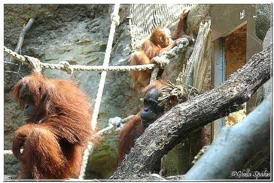 Sumatra-Orang-Utans und Weißwangengibbons - 136 Fotos