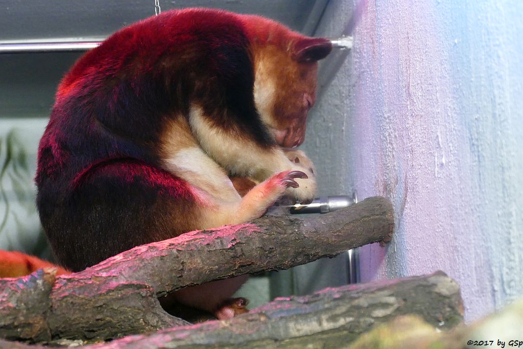 Timboyok-Baumkänguru (Goodfellow-Baumkänguru) mit gut verstecktem Nachwuchs