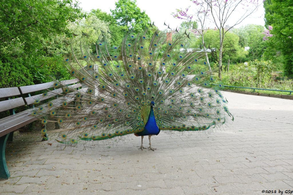 Blauer Pfau