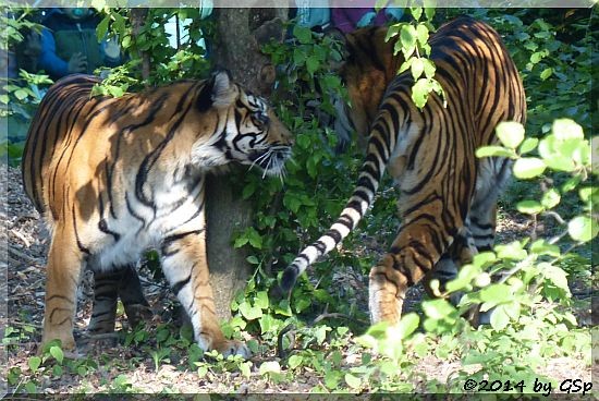 Sumatratiger MALEA und IBAN