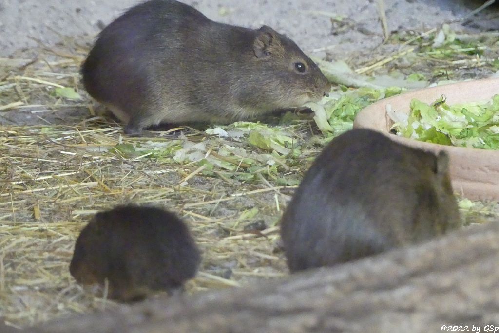 Sumpfmeerschweinchen (Riesenmeerschweinchen, Großes Wildmeerschweinchen)