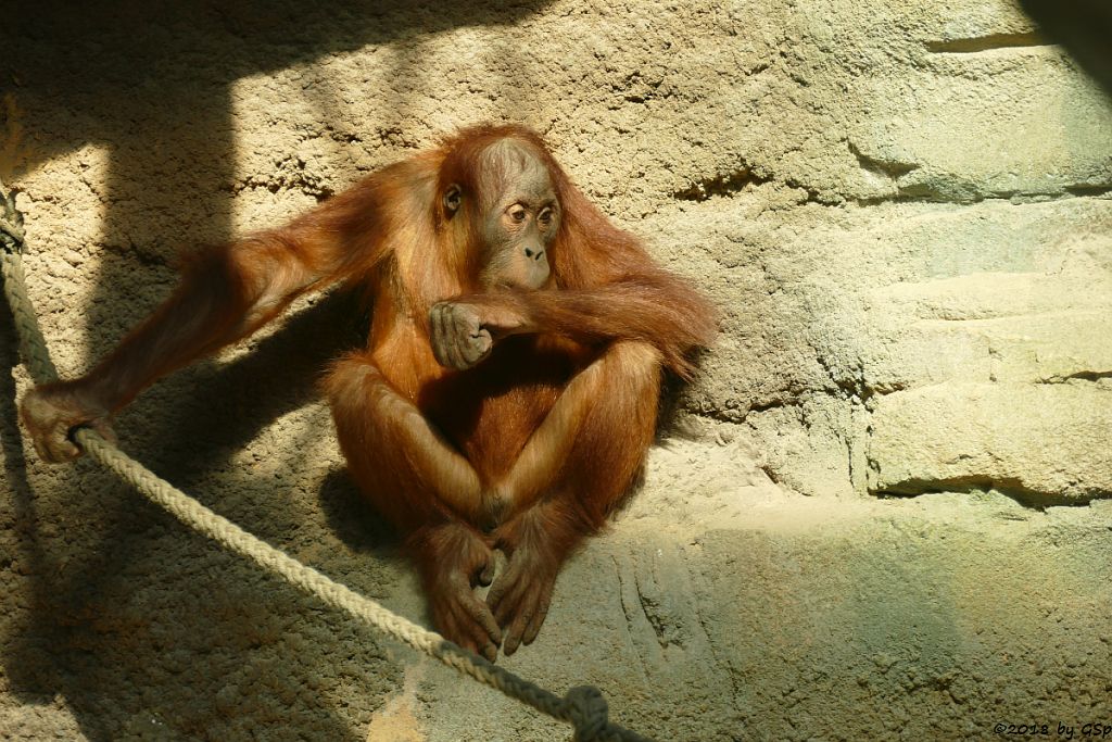 Sumatra-Orang-Utan SAYANG