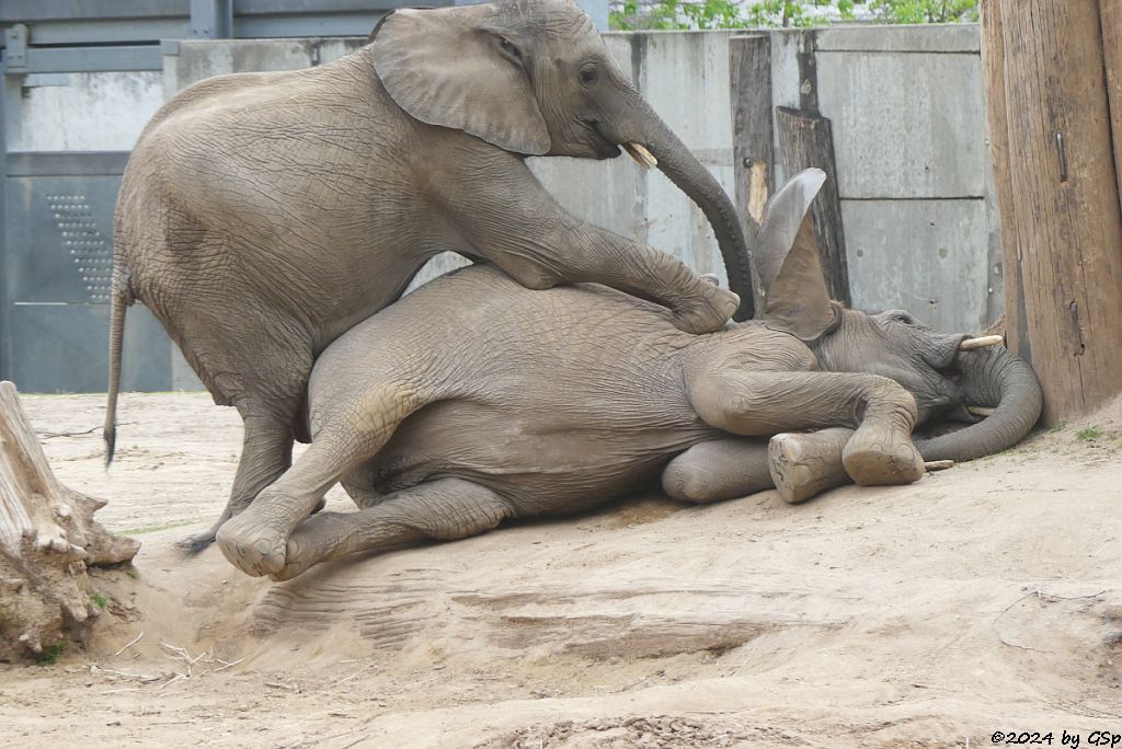 Elefanten Zoo Halle: ELANI, TAMIKA
