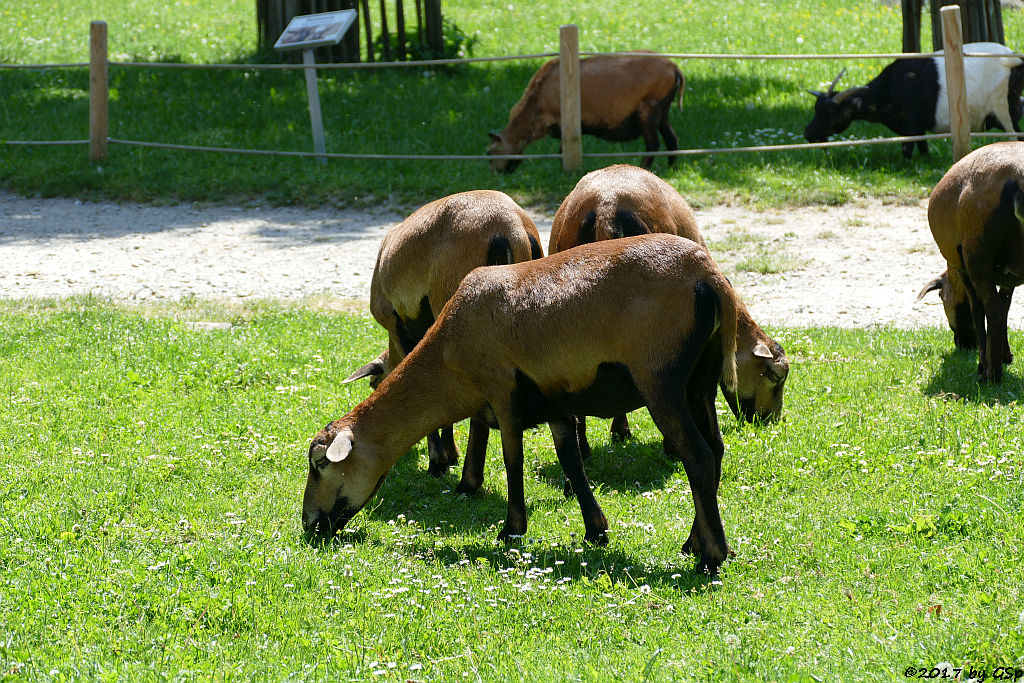 Kamerunschaf, Afrikanische Zwergziege, (Westafrikanische Zwergziege, Kamerun-Zwergziege)