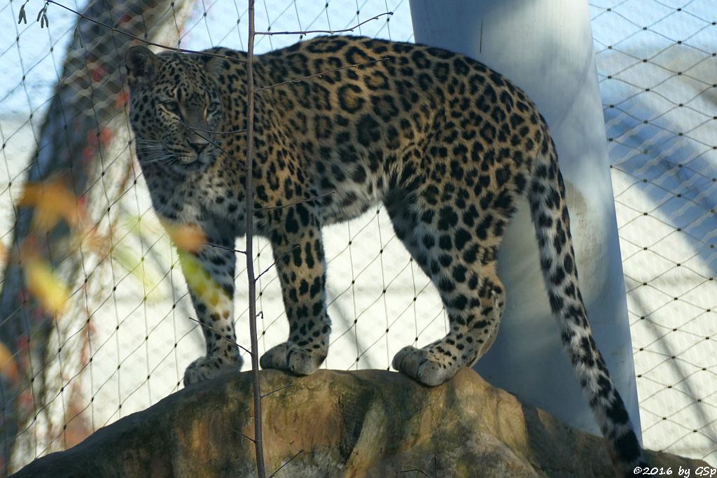 Nordpersischer Leopard (Afghanischer Leopard)