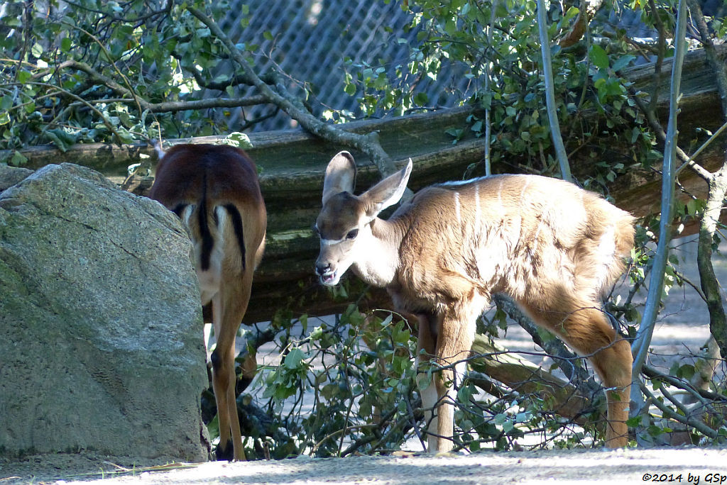 Impala und  Großer Kudu, geb. am 14.08.14