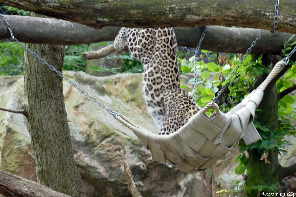 Nordpersischer Leopard (Afghanischer Leopard)