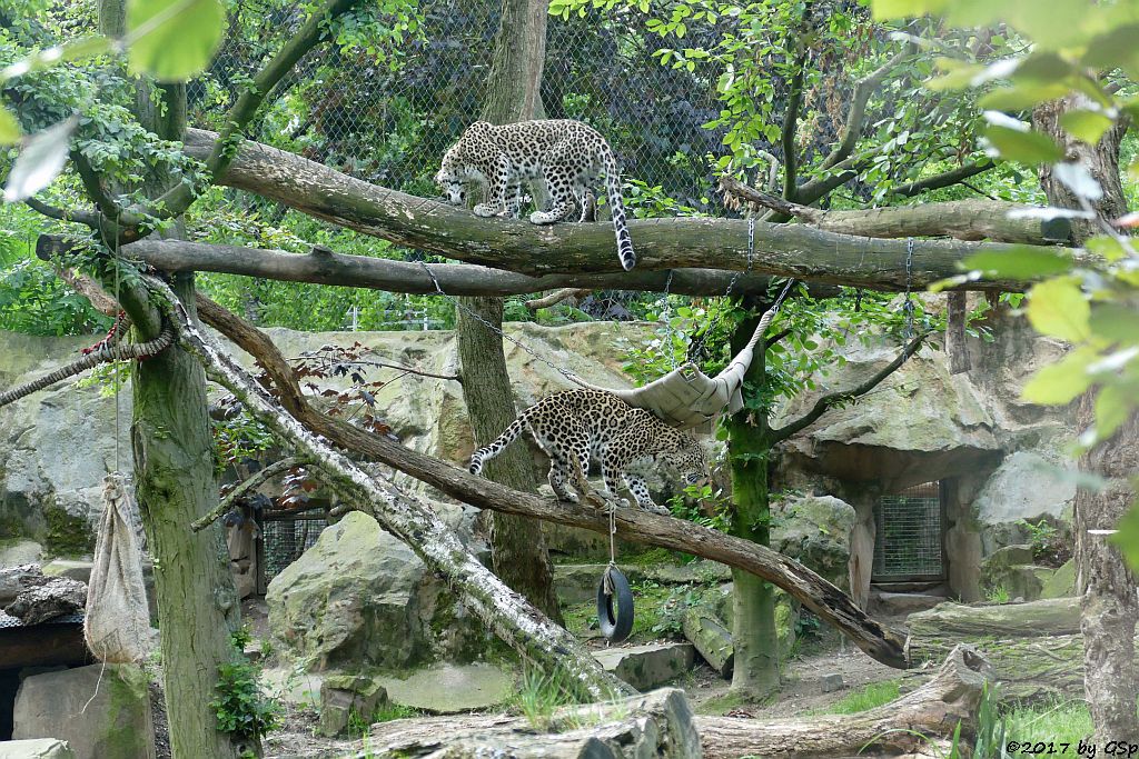 Nordpersischer Leopard (Afghanischer Leopard)