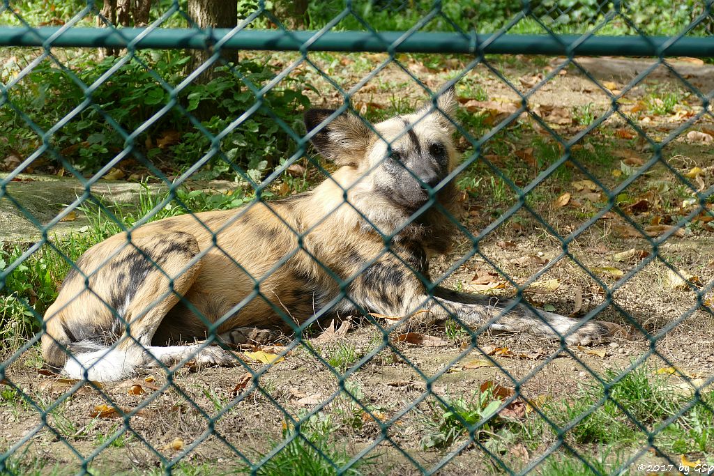 Afrikanischer Wildhund