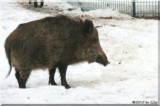 Wildschwein