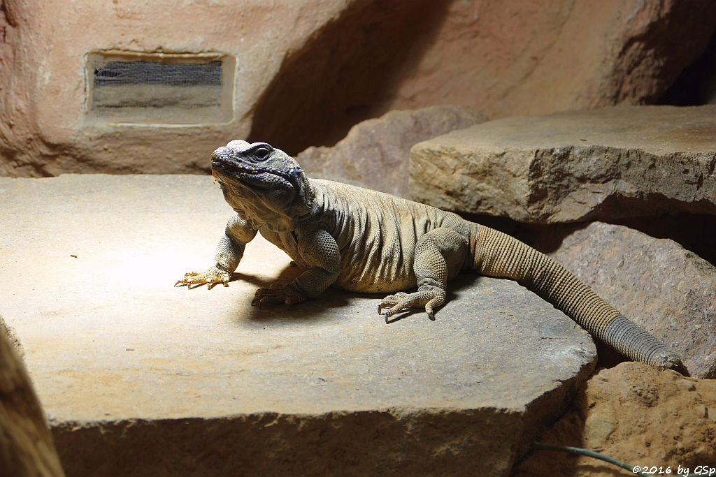 Chuckwalla