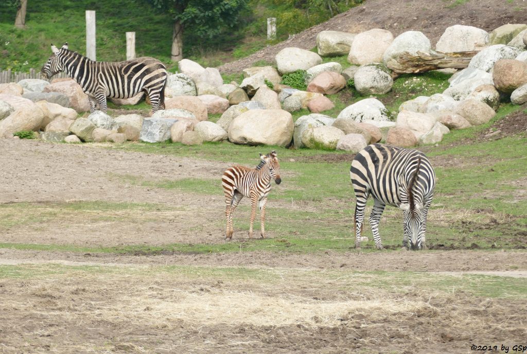 Böhm-Steppenzebra (Grant-Zebra)