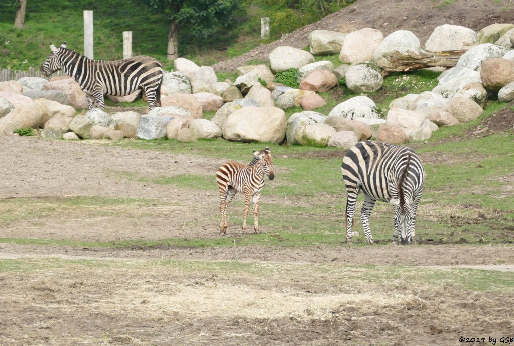 Böhm-Steppenzebra (Grant-Zebra)