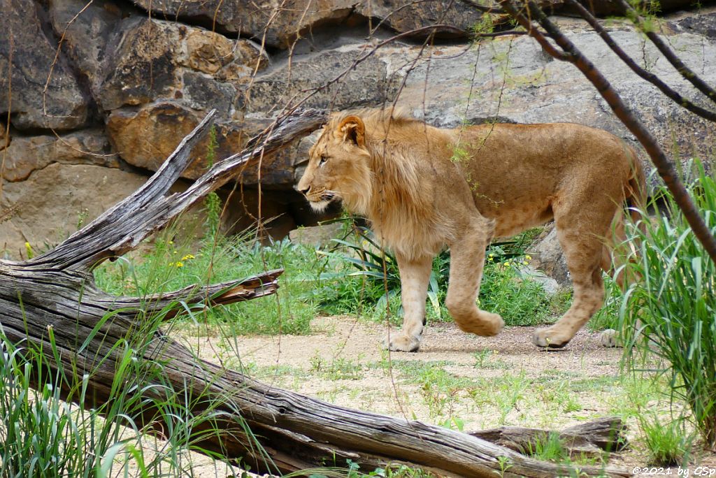 Kalahari-Löwe (Etoscha-Löwe, Wüstenlöwe) MATEO