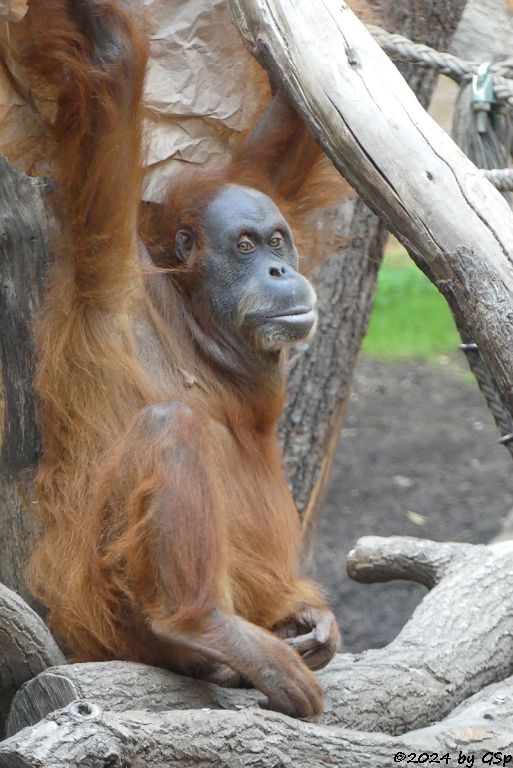 Sumatra-Orang-Utan