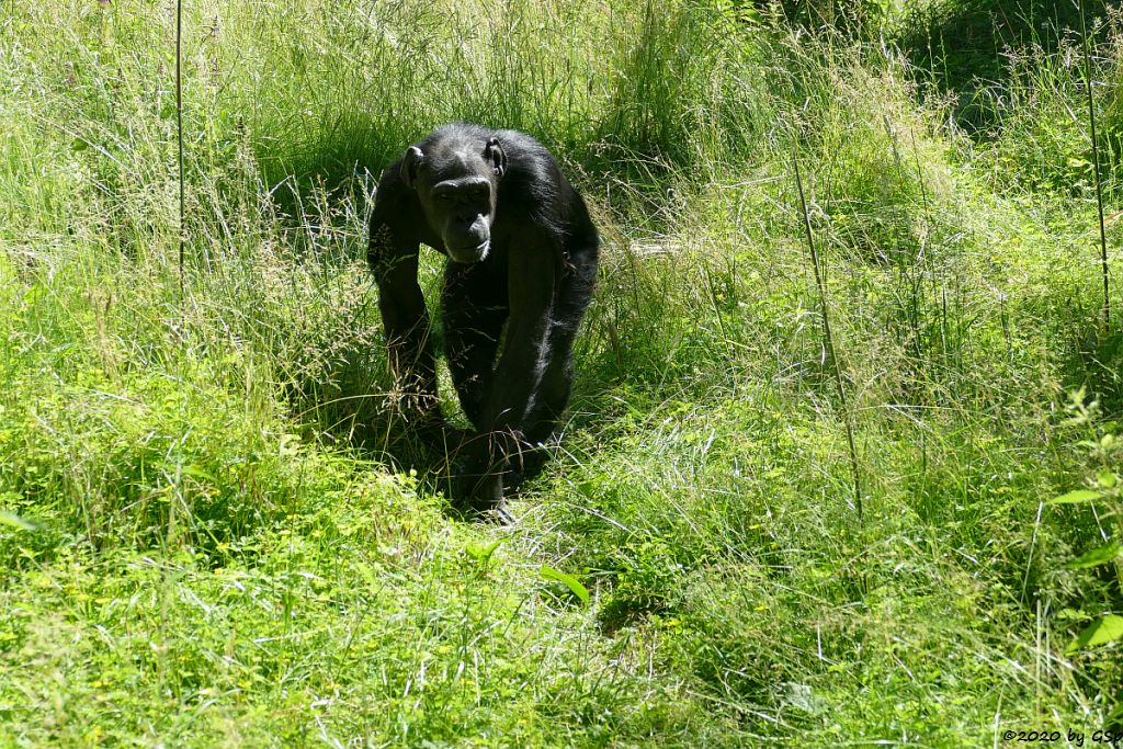 Ostafrikanischer Schimpanse