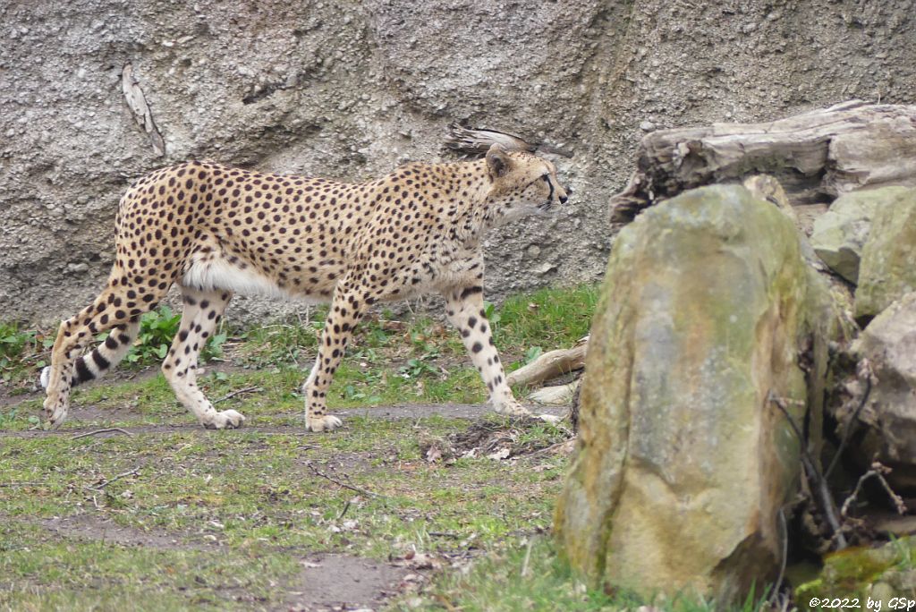 Südafrikanischer Gepard