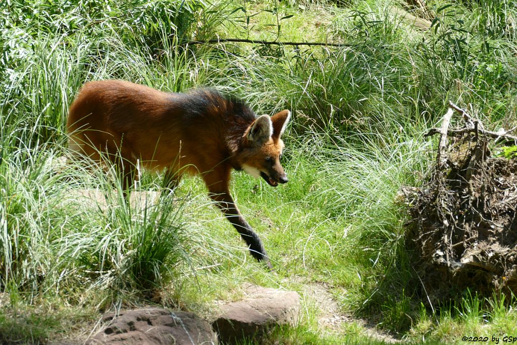 Mähnenwolf