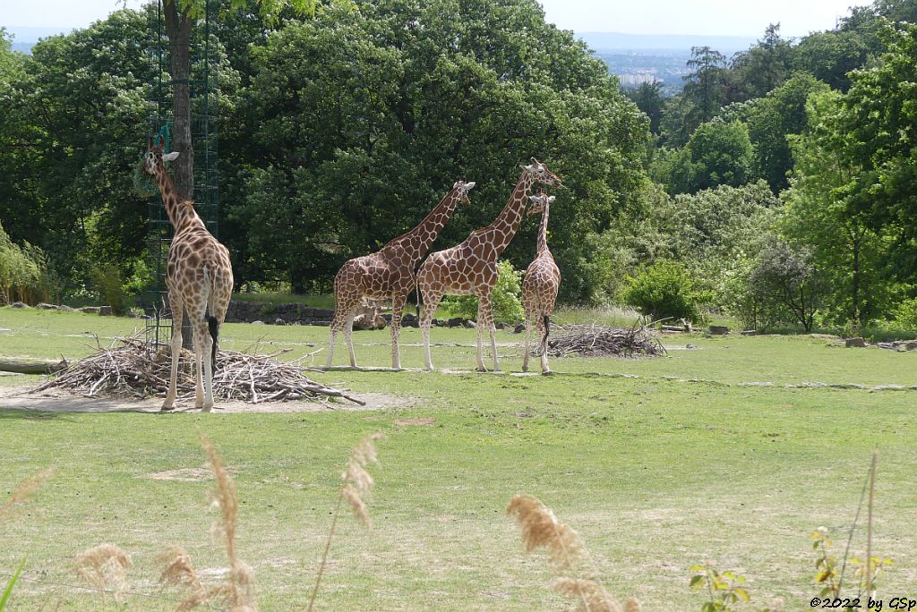 Rothschildgiraffe (Uganda-Giraffe, Baringo-Giraffe), Netzgiraffe