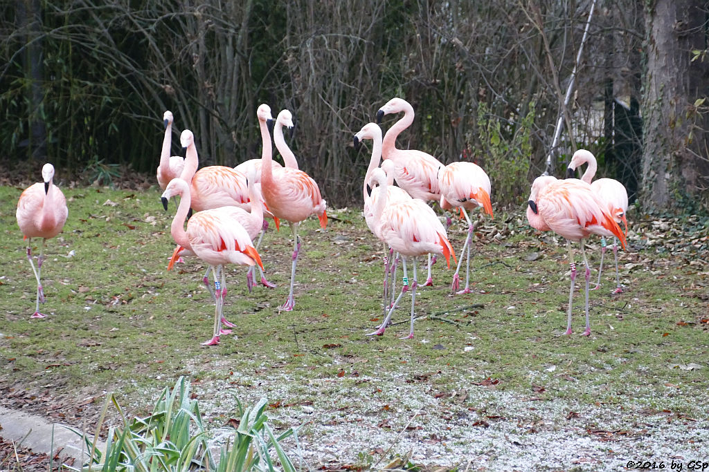 Chileflamingo (Chilenischer Flamingo)