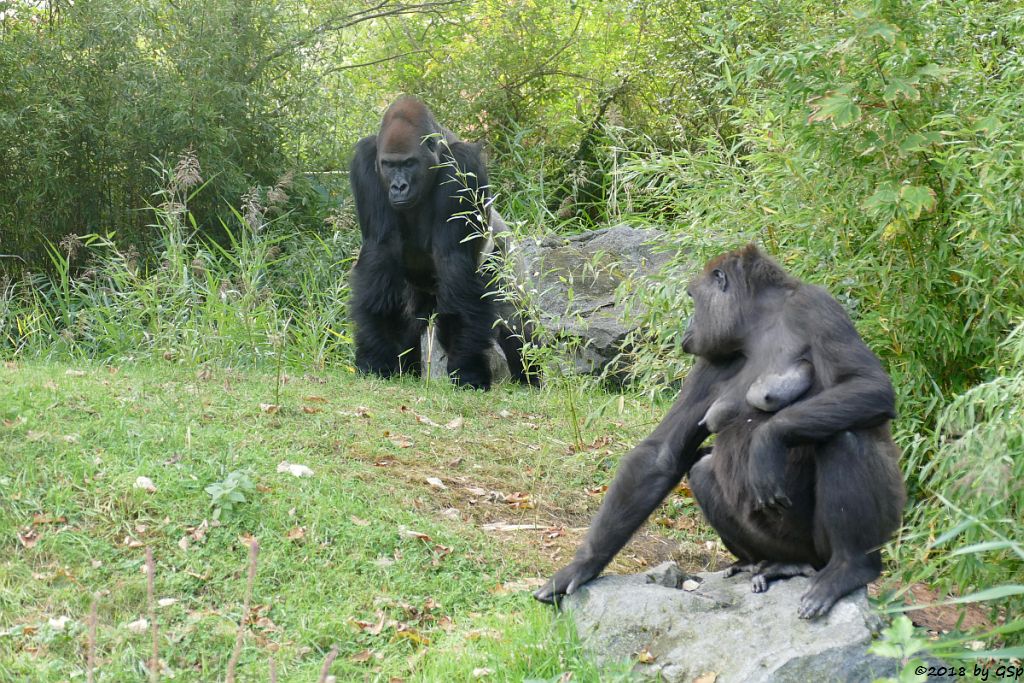 Flachlandgorilla ABEEKU und KIBARA