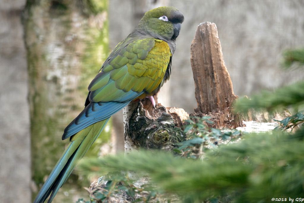 Kleiner Felsensittich