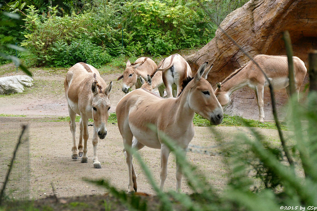 Onager