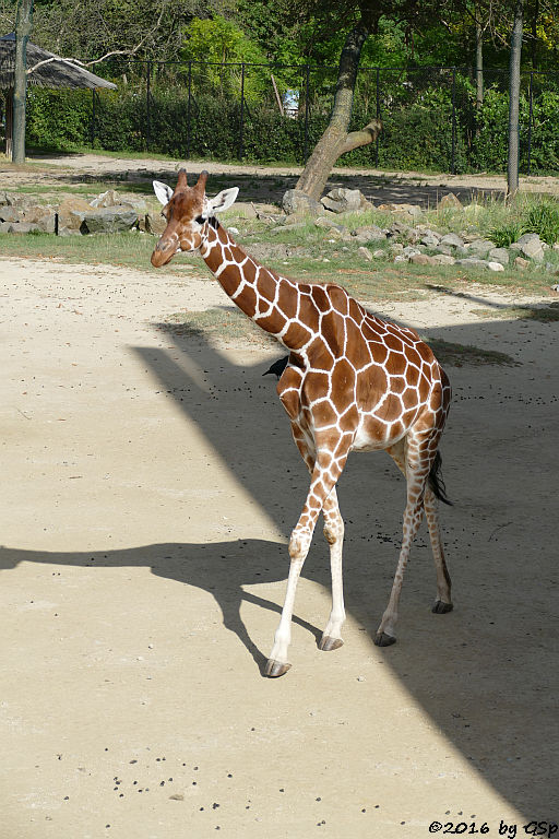 Netzgiraffe