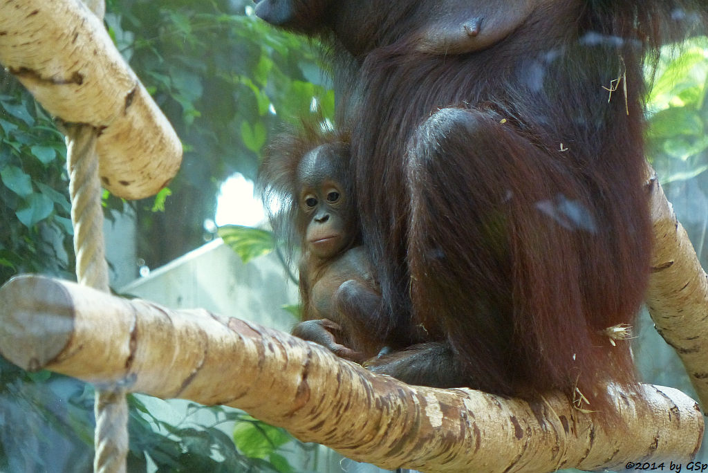 Borneo-Orang-Utan CORI mit ihrer Tochter CIRI