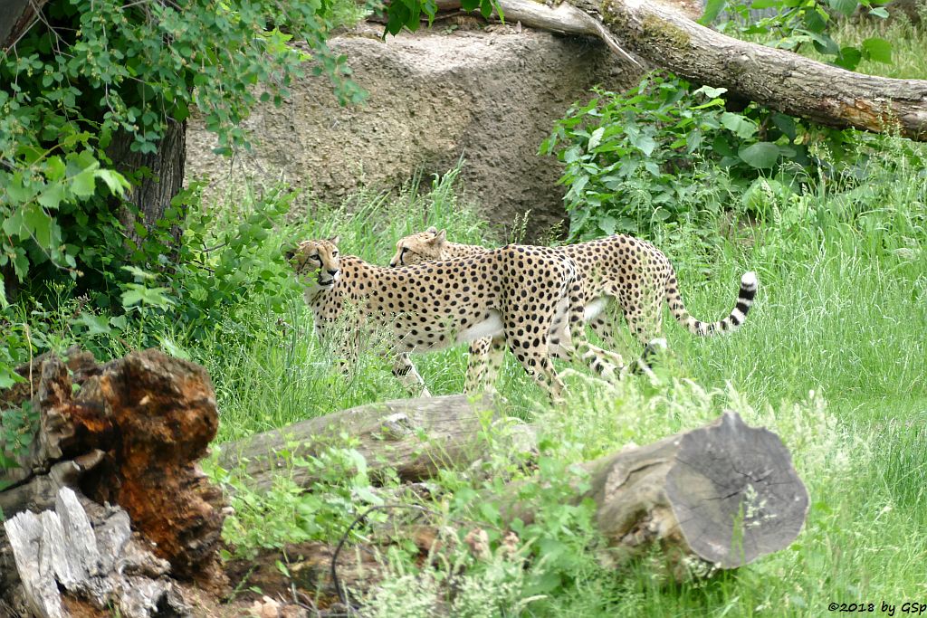 Südafrikanischer Gepard