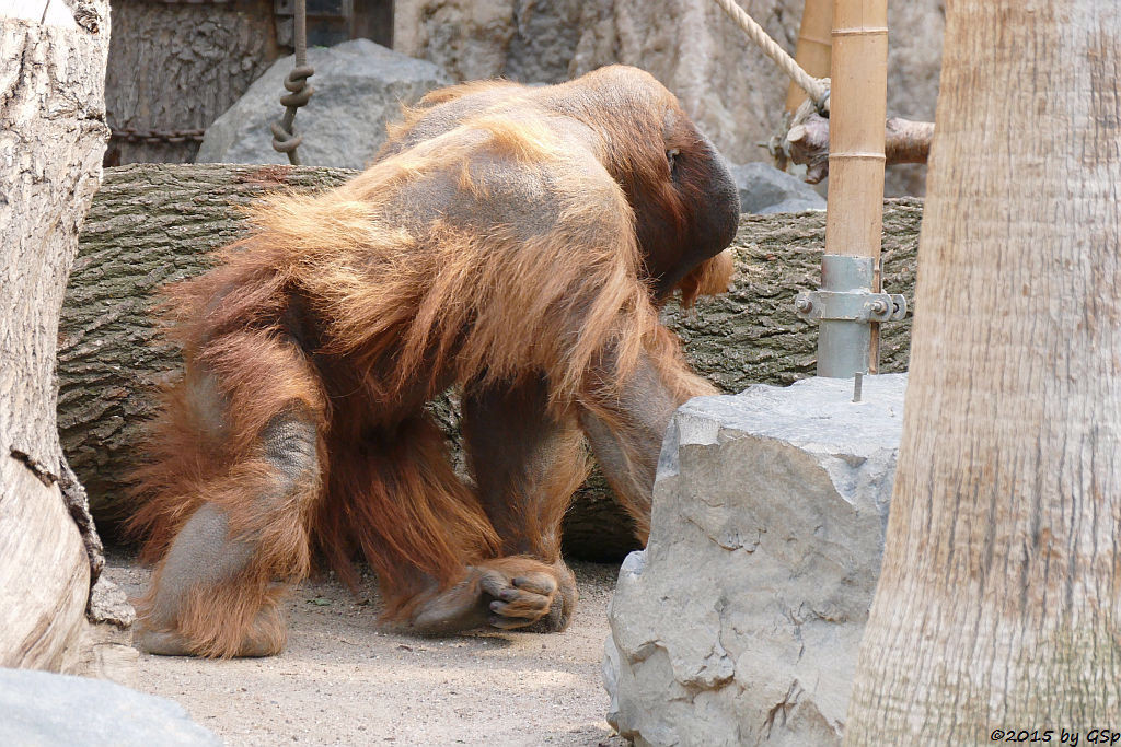 Sumatra-Orang-Utan TUAN