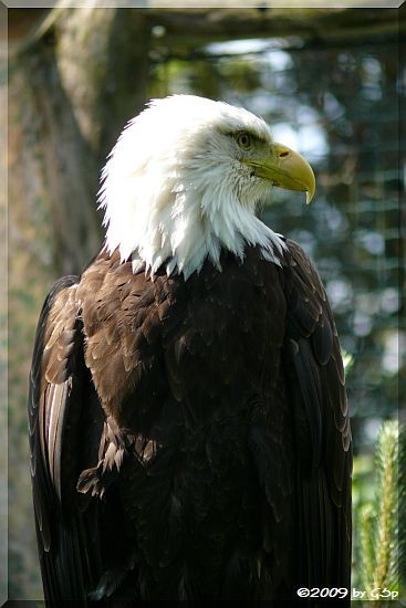 Weißkopfseeadler