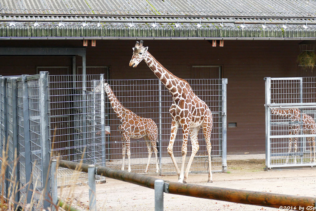 Netzgiraffe