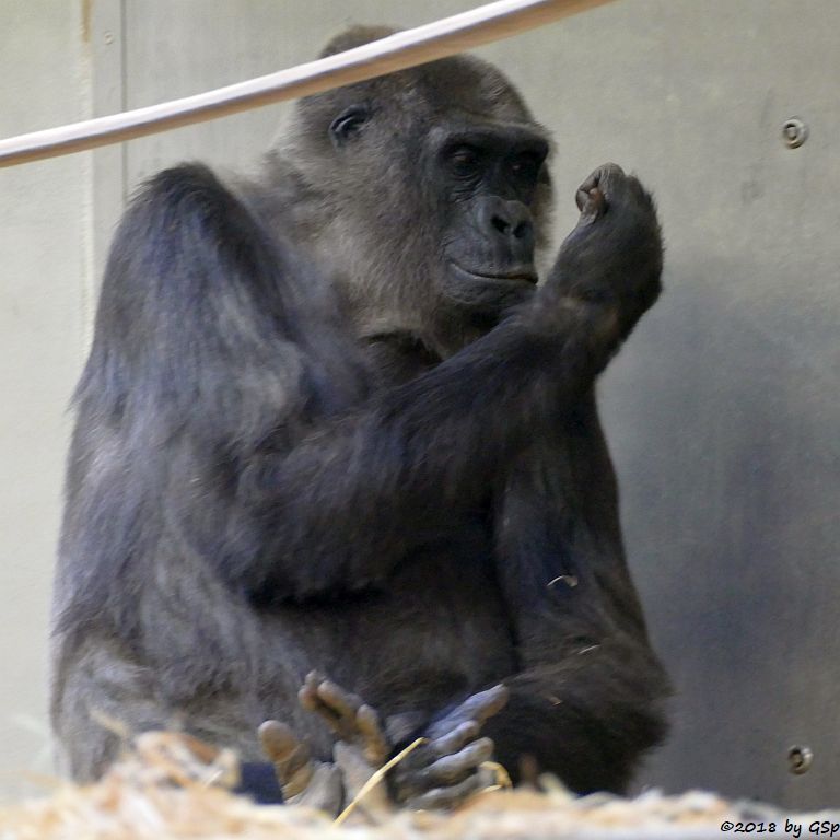 Flachlandgorilla TUANA mit Jungtier, geb. 11.1.18 (2 Wochen alt)