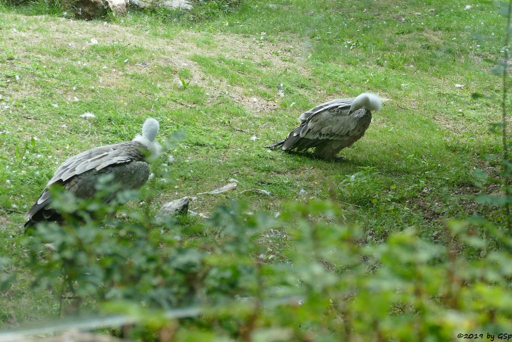 Westlicher Gänsegeier