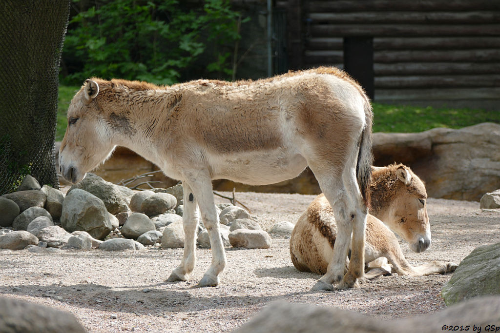 Onager