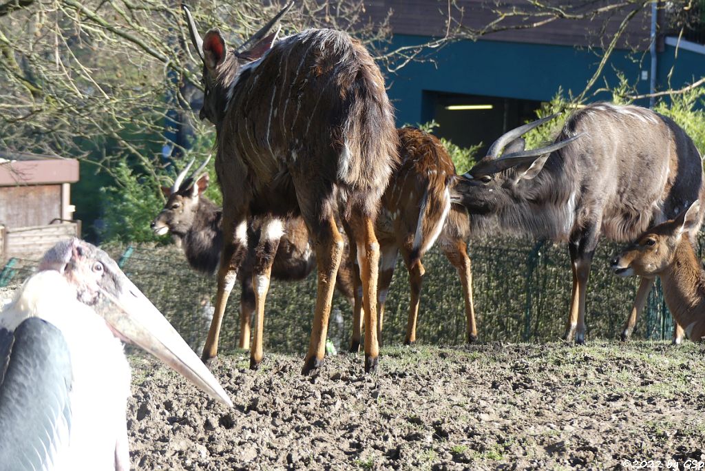 Marabu (Afrikanischer Marabu), Nyala (Tieflandnyala, Flachlandnyala)