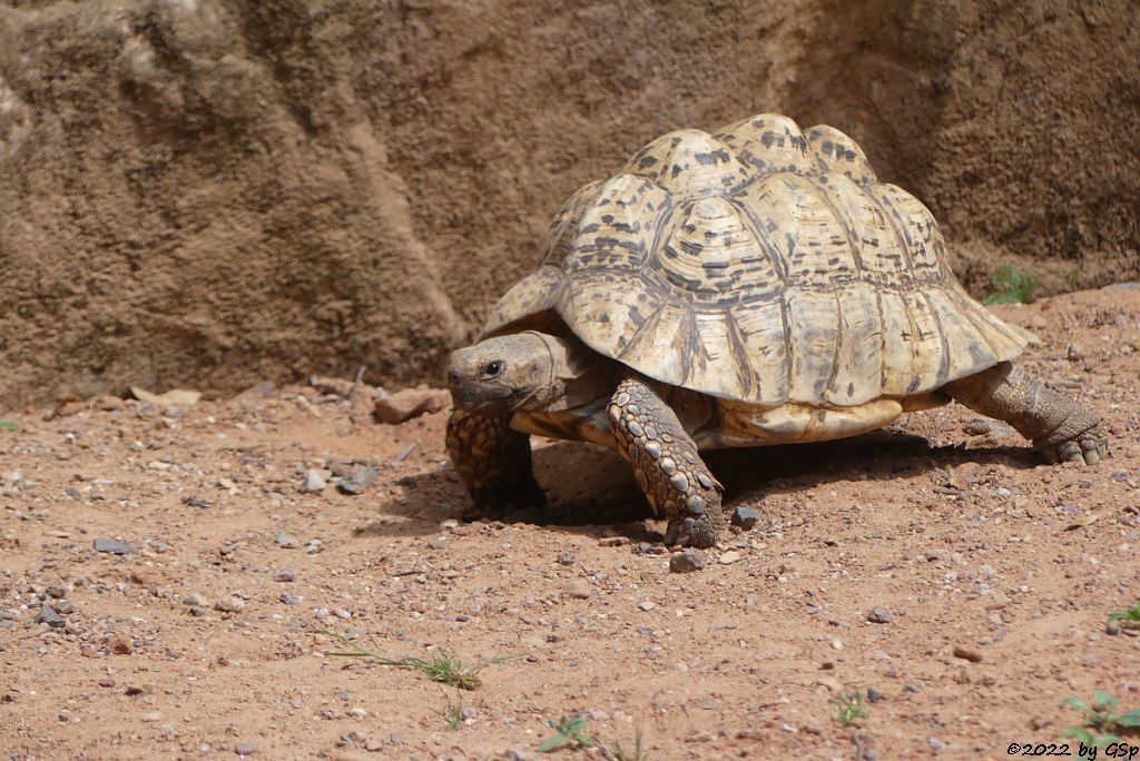 Pantherschildkröte