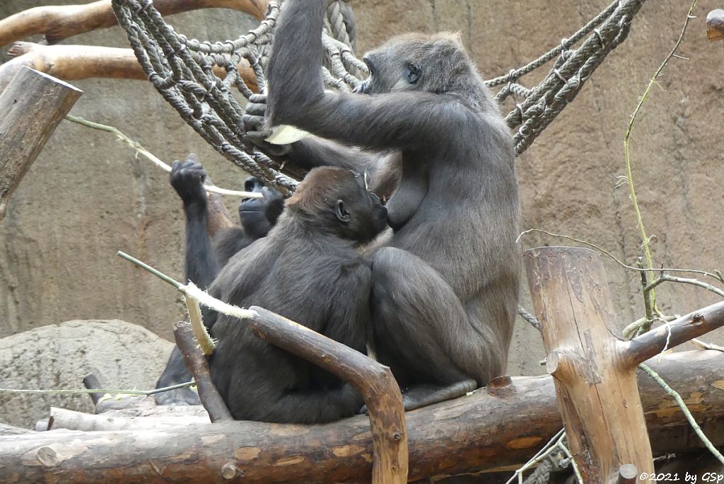 Westlicher Flachlandgorilla