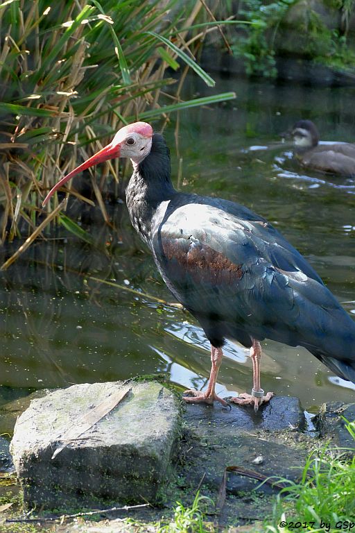 Glatzenkopfibis (Kahlkopfrapp, Glattnackenrapp, Glattnackenibis)