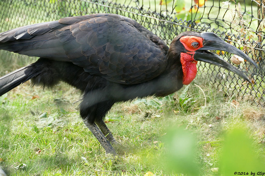 Südlicher Hornrabe (Kaffernhornrabe)