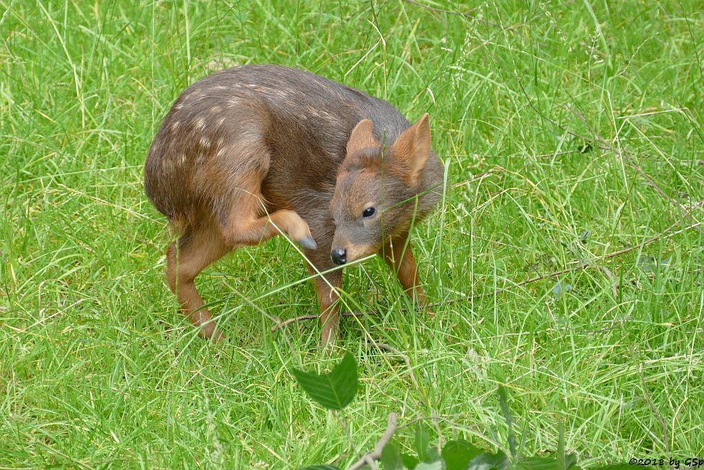 Südlicher Pudu (Südpudu), geb. am 9.5.18 (10 Wochen)