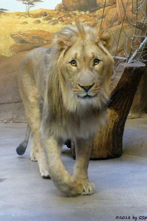 Kalahari-Löwe (Etoscha-Löwe, Wüstenlöwe) MAJO